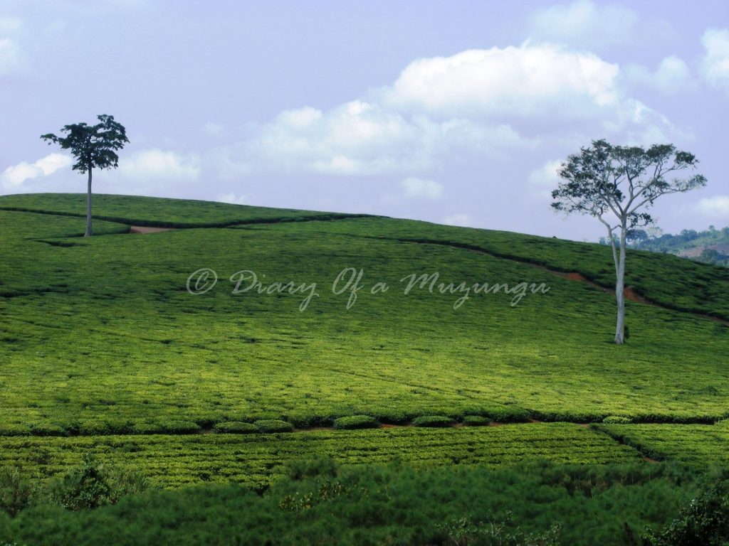 A Jinja tea estate - with just two trees standing A Jinja tea estate