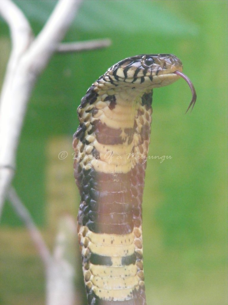 Crowing Crested Cobra