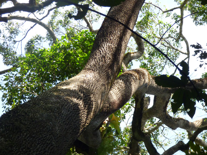 chimp tracking, Kibale Forest PHOTO Charlotte Beauvoisin Diary of a Muzungu