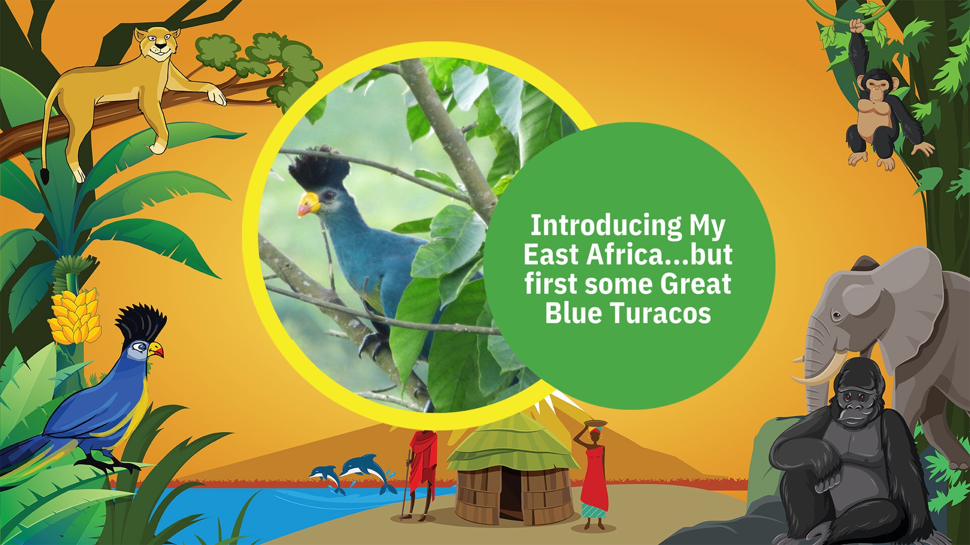 Episode 5. Introducing My East Africa ... but first some Great Blue Turaco birds